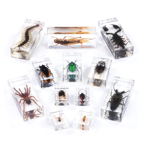 complete bugs collection Set of 12 Bugs