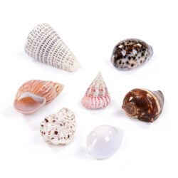 Set of 7 Medium Seashells