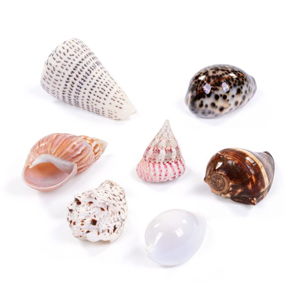 Set of 7 Medium Seashells