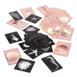 Set of Shell X-rays & Cards