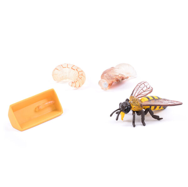 Life Cycle of a Bee