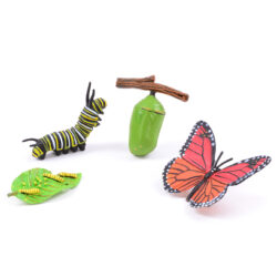 Life Cycle of a Butterfly