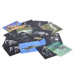 Animal X-Rays & Cards Set