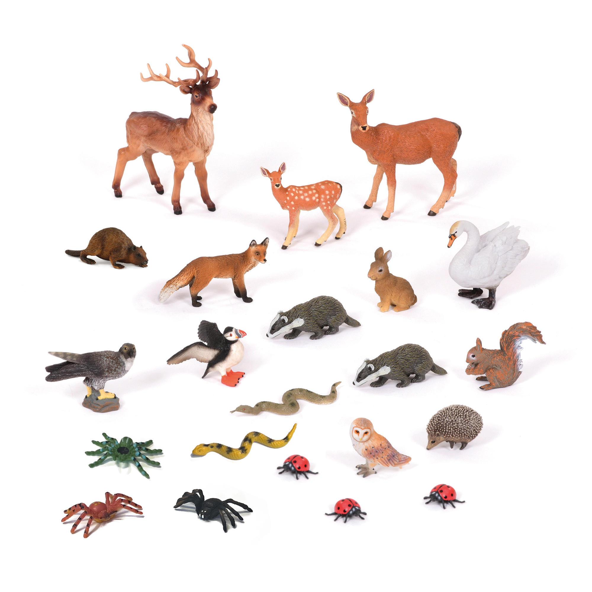 Woodland Animals Collection | Early Excellence KS1 Science Resources