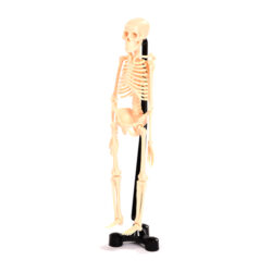 Model Skeleton