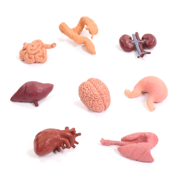 Set of Mini Human Organs - STEM Resources - Early Excellence