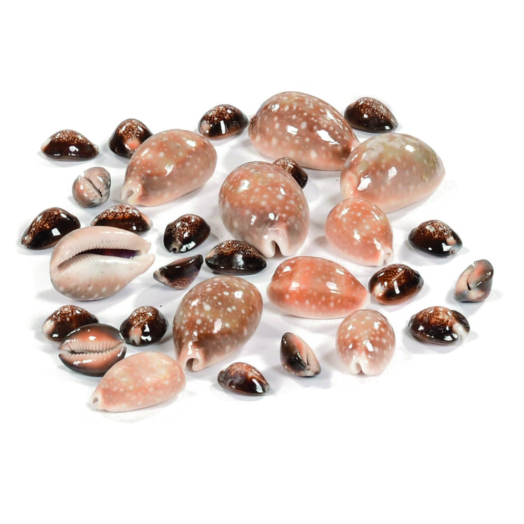Set of Cowrie Shells Early Excellence