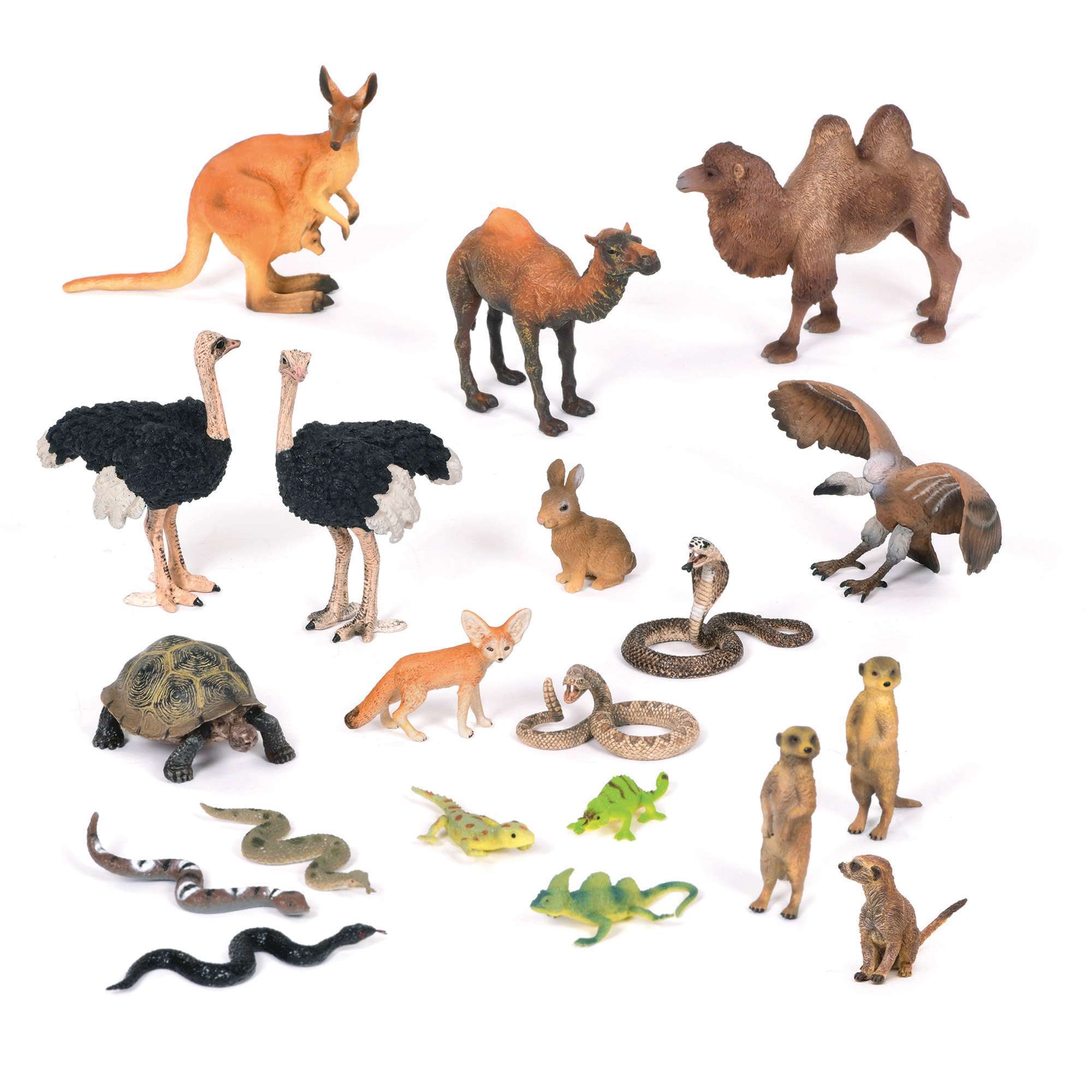 Desert Animals Collection I KS1 Develop Scientific Knowledge